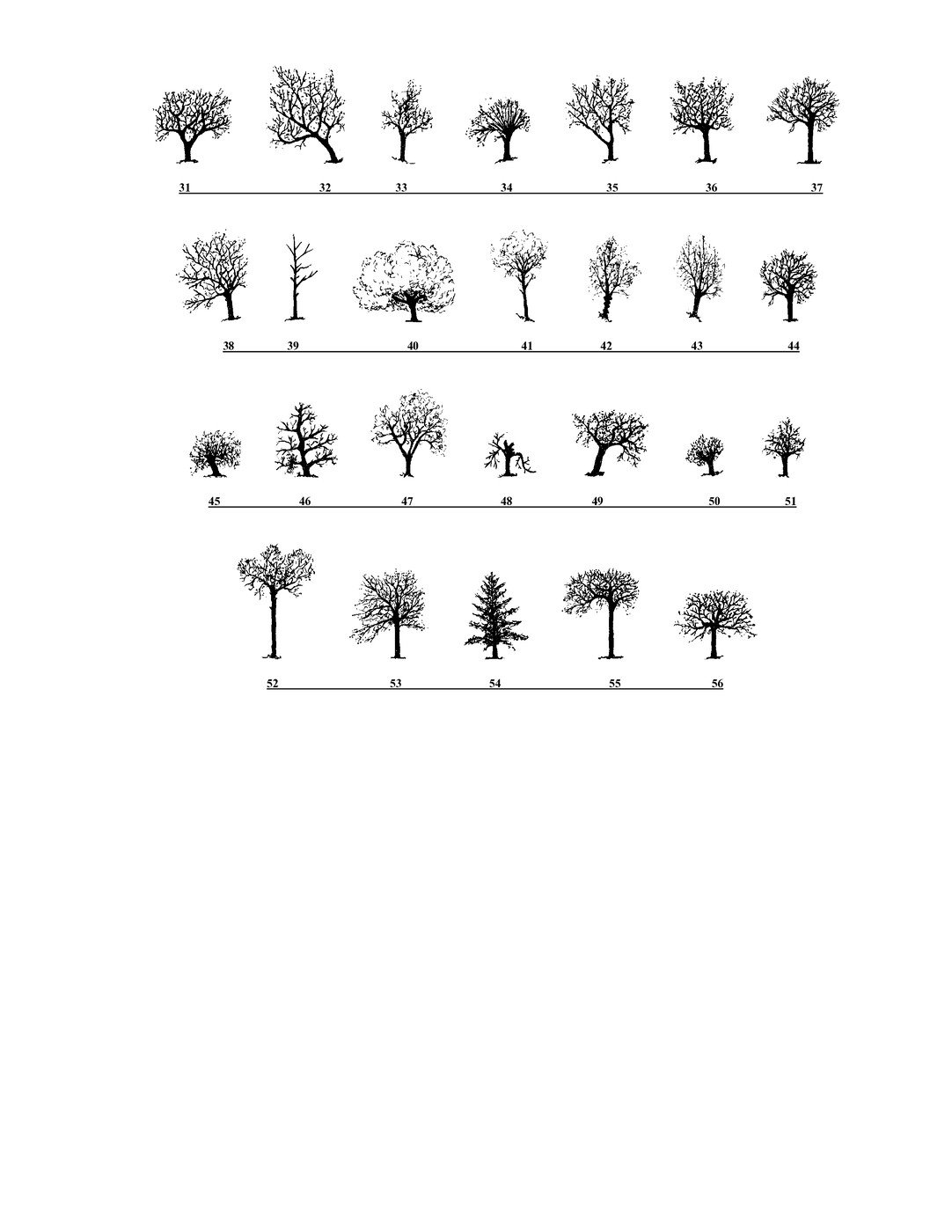 Siluetes dels arbres de Gualba - pàgina 2